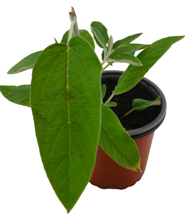 Salvia de Perú