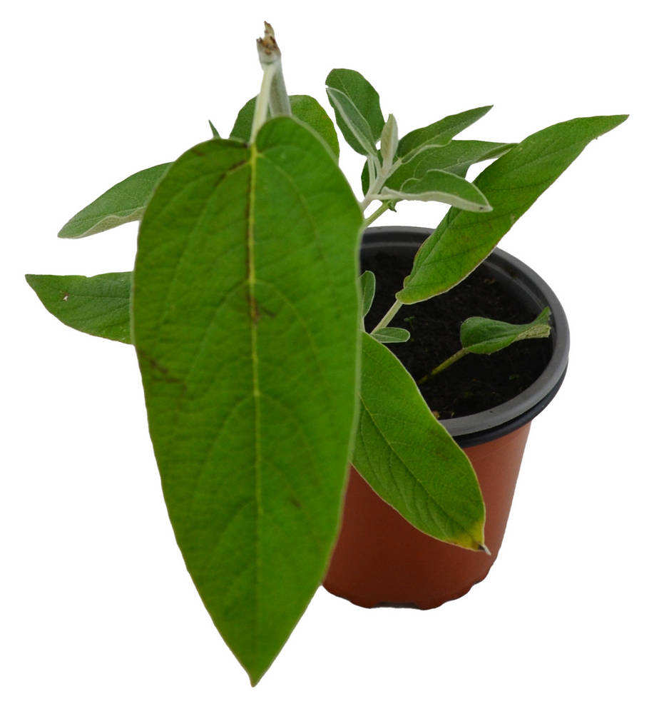 Salvia de Perú