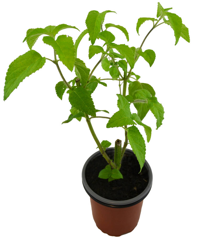 Salvia azul