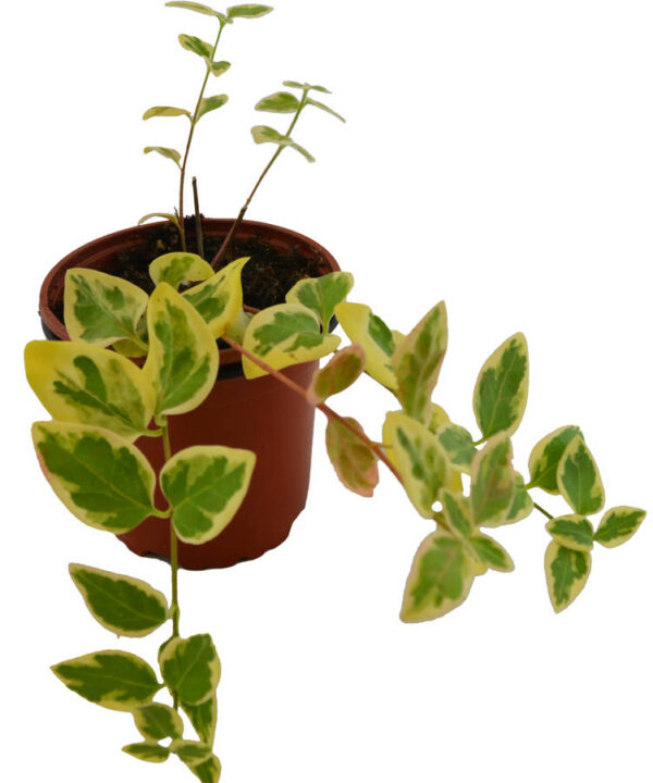 Vinca major hoja amarilla