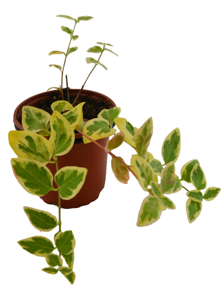 Vinca major hoja amarilla