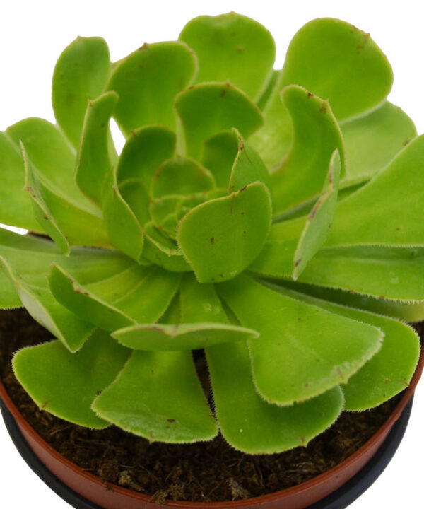 Aeonium Arboreum