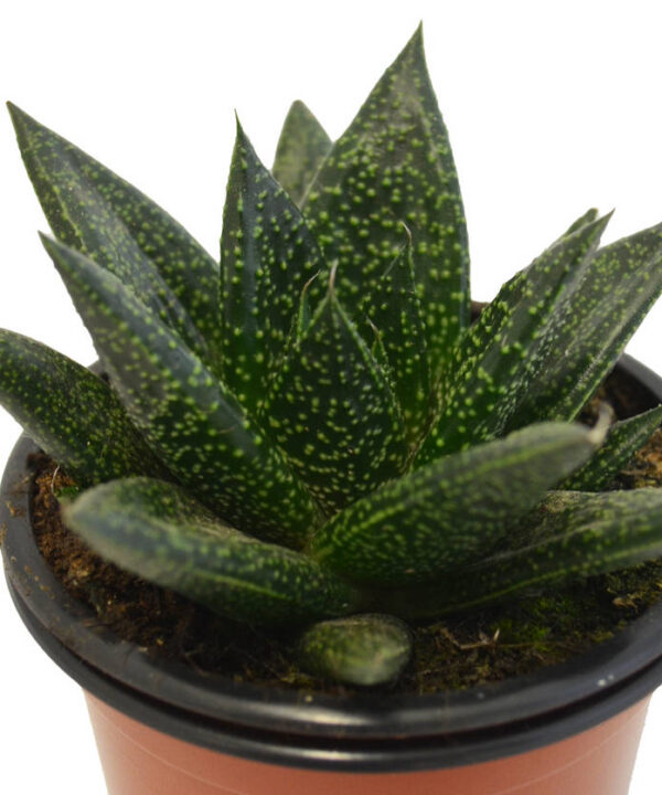 Aristaloe Aristata