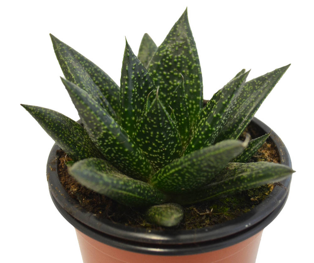Aristaloe Aristata