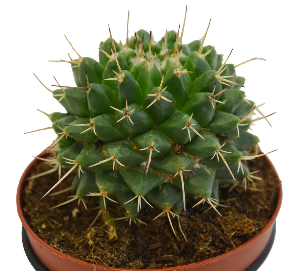 Mammillaria Compressa