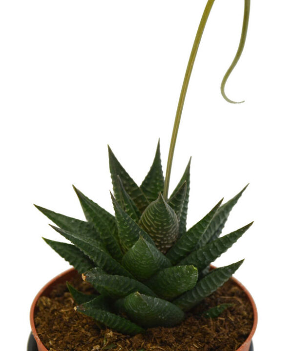 Hawortia Limifolia