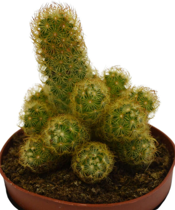 Mammillaria elongata