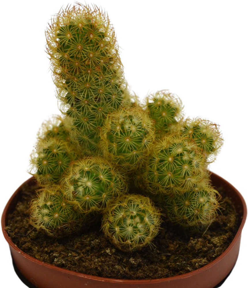 Mammillaria elongata