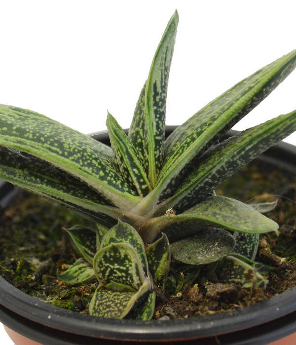 Gasteria Batesiana
