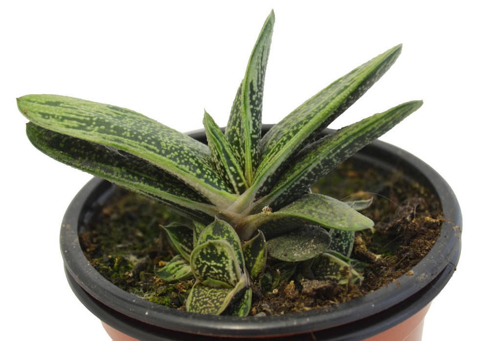 Gasteria Batesiana