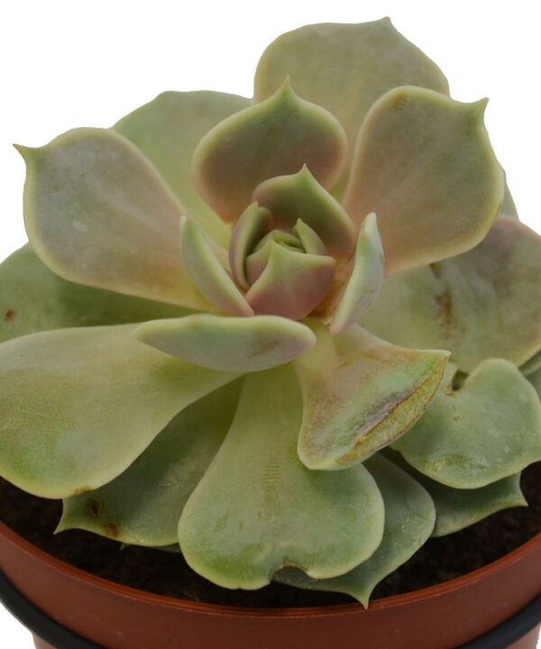 Echeveria 1