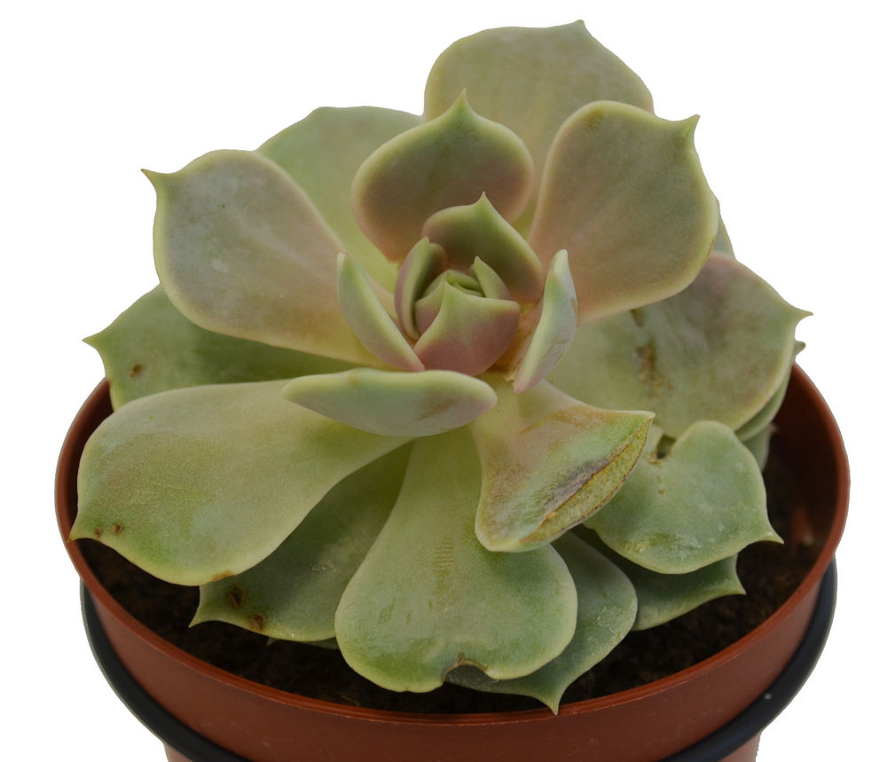 Echeveria 1