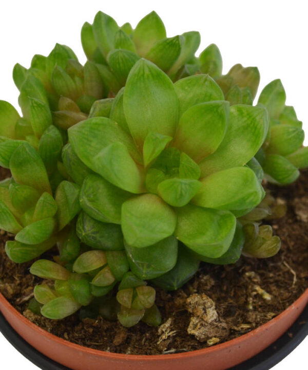 Haworthia Cooperi