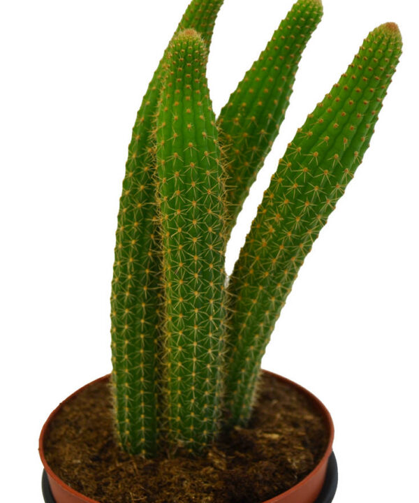Echinopsis spachiana