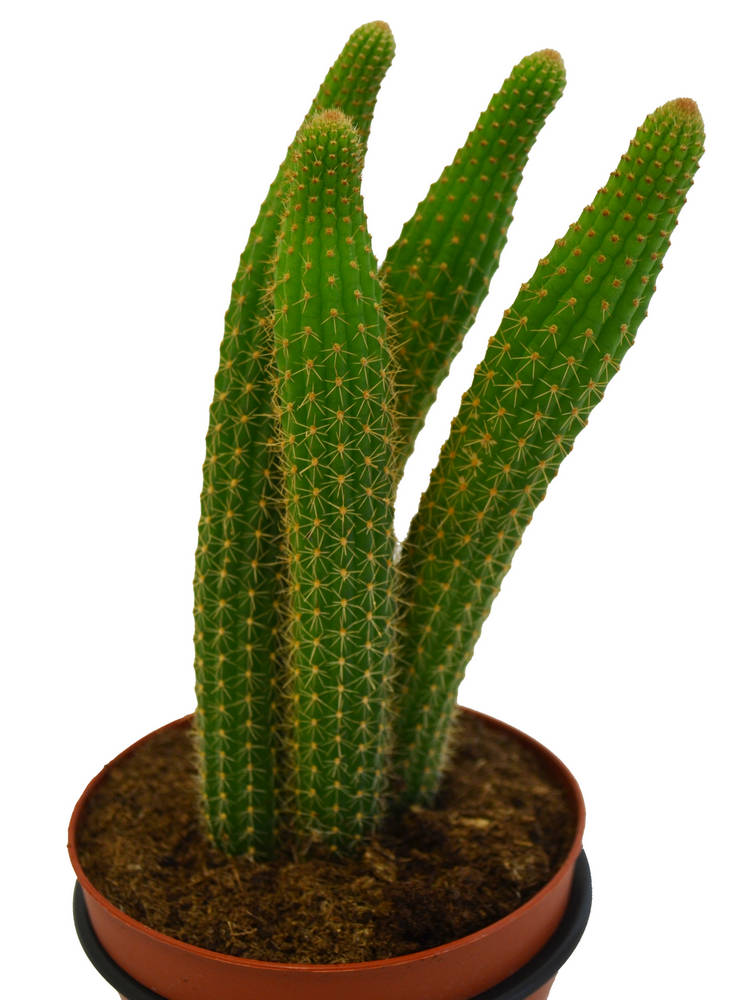 Echinopsis spachiana
