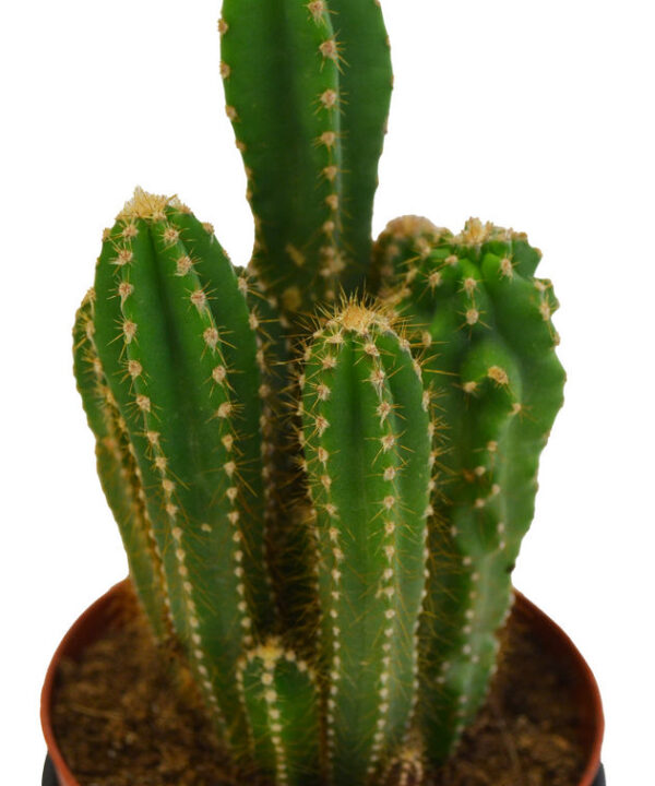 Cereus Jamacaru (Fruto Comestible)