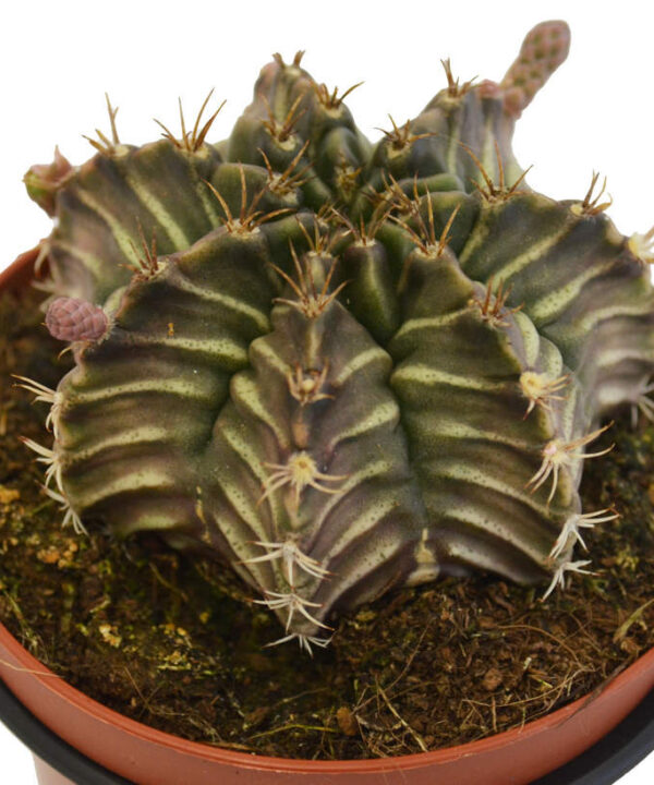 Gymnocalycium Mihanovichii