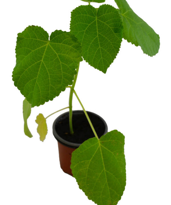 Paulonia elongata