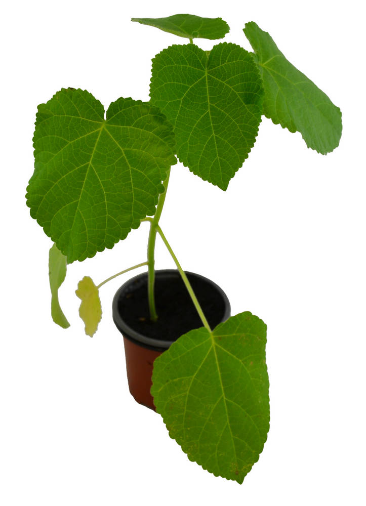 Paulonia elongata