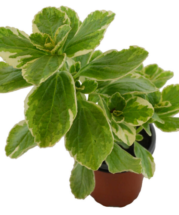 Planta anti gatos y perros blanca