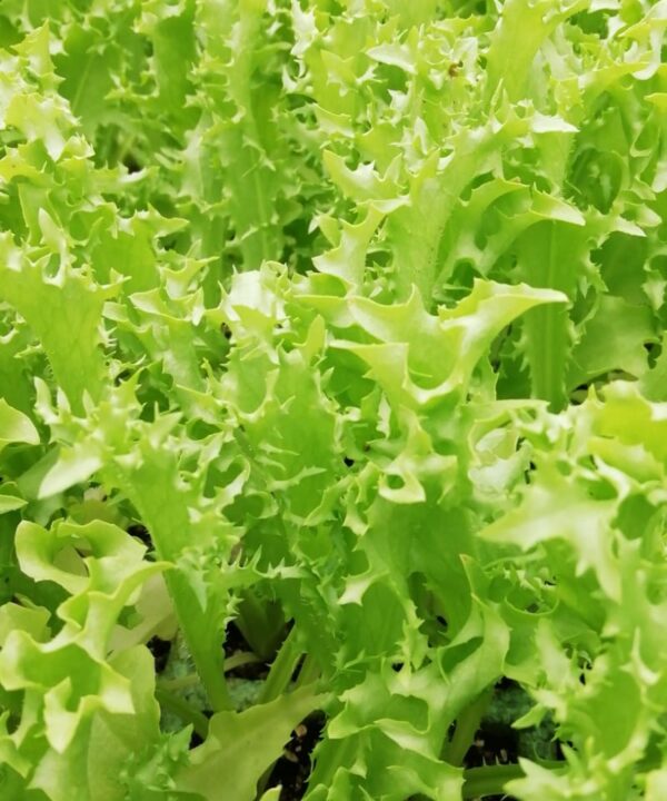 Escarola rizada fina var. "Myrna" (10 tacos)