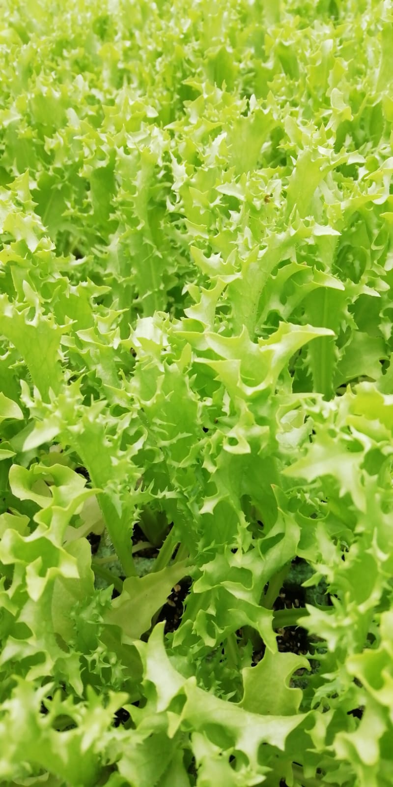 Escarola rizada fina var. "Myrna" (10 tacos)