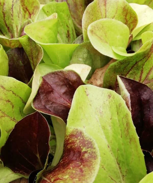 Lechuga Radicchio var. "Leonardo" (10 tacos)
