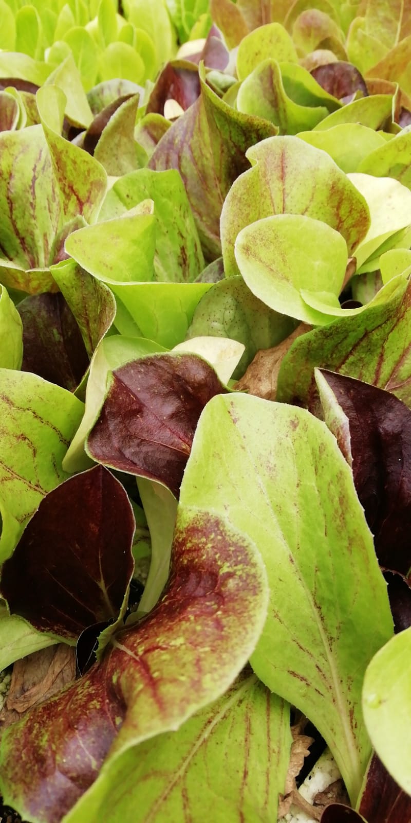 Lechuga Radicchio var. "Leonardo" (10 tacos)