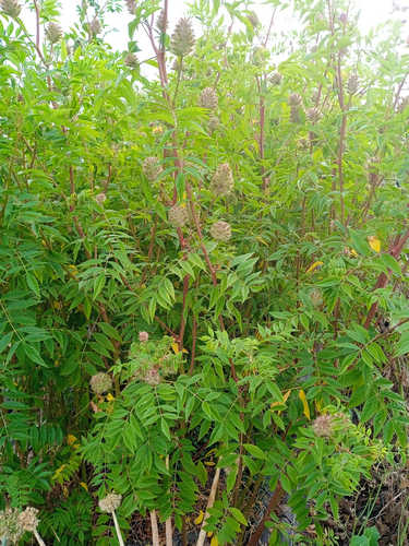 Regaliz de China yunnanensis