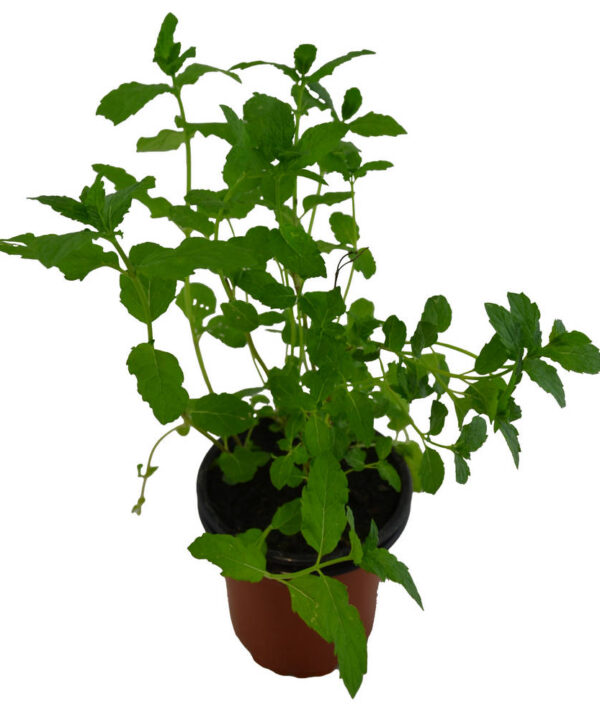 Menta mojito