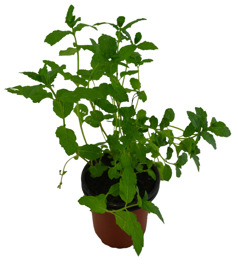 Menta mojito