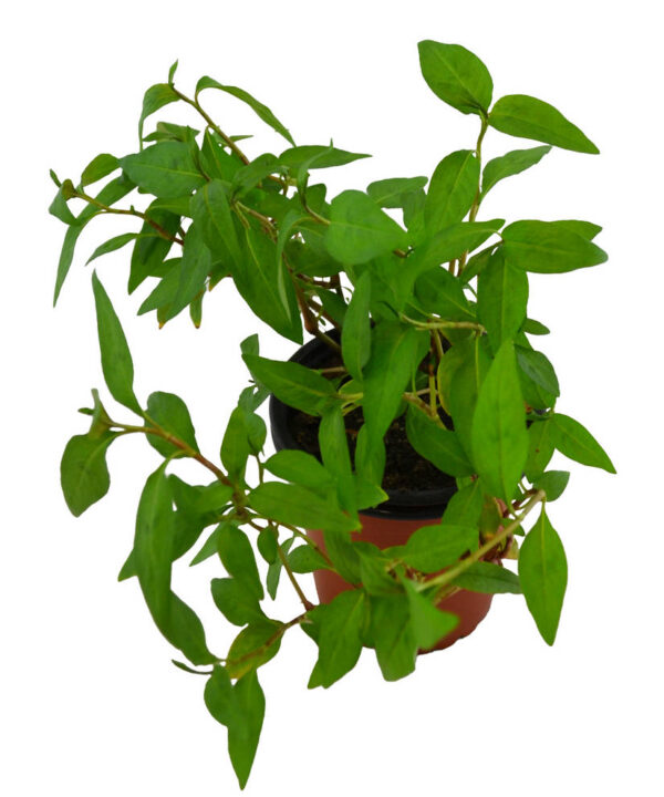 Cilantro vietnamita