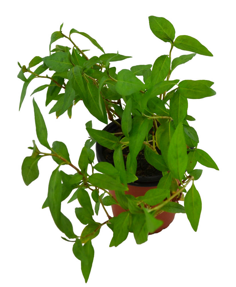 Cilantro vietnamita