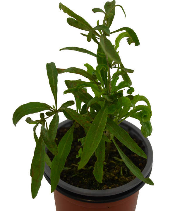 Goji amarillo