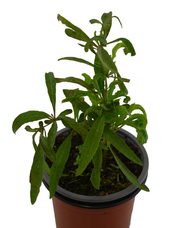 Goji amarillo