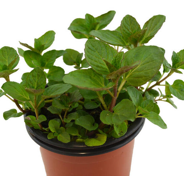 Menta bergamota