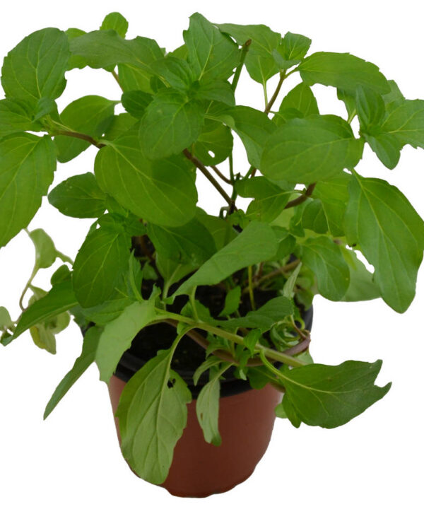Menta albahaca