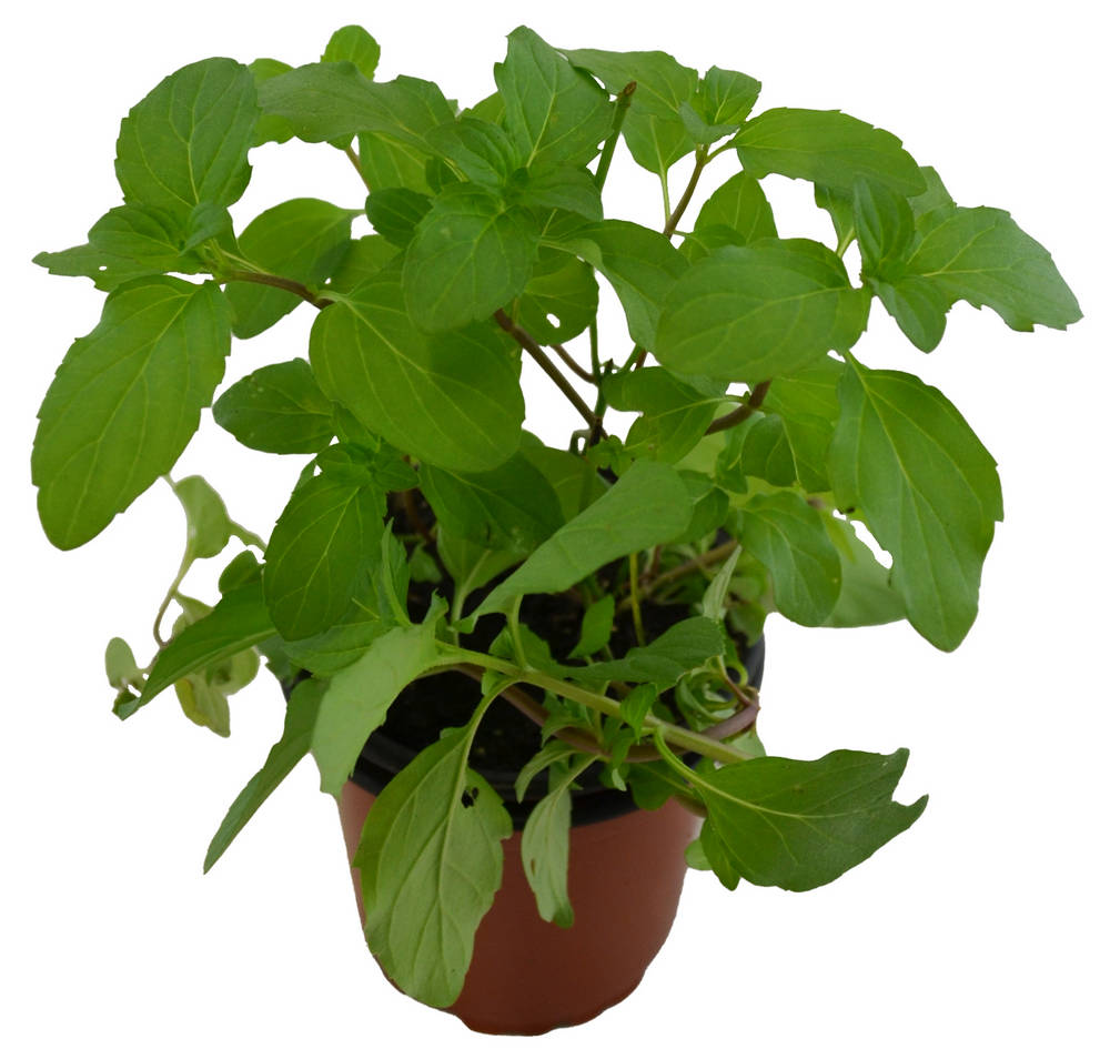 Menta albahaca