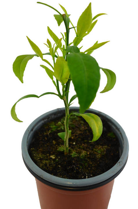 Yuzu
