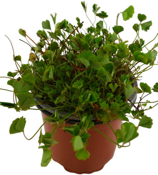 Marsilea minuta