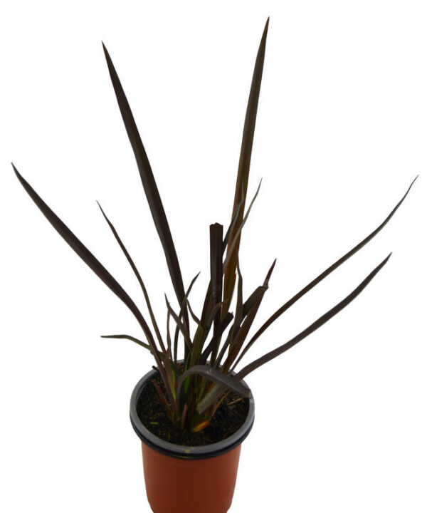 Planta hacer cuerdas roja