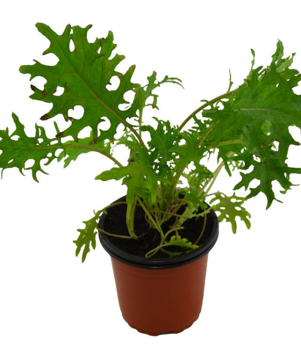 Kale rojo