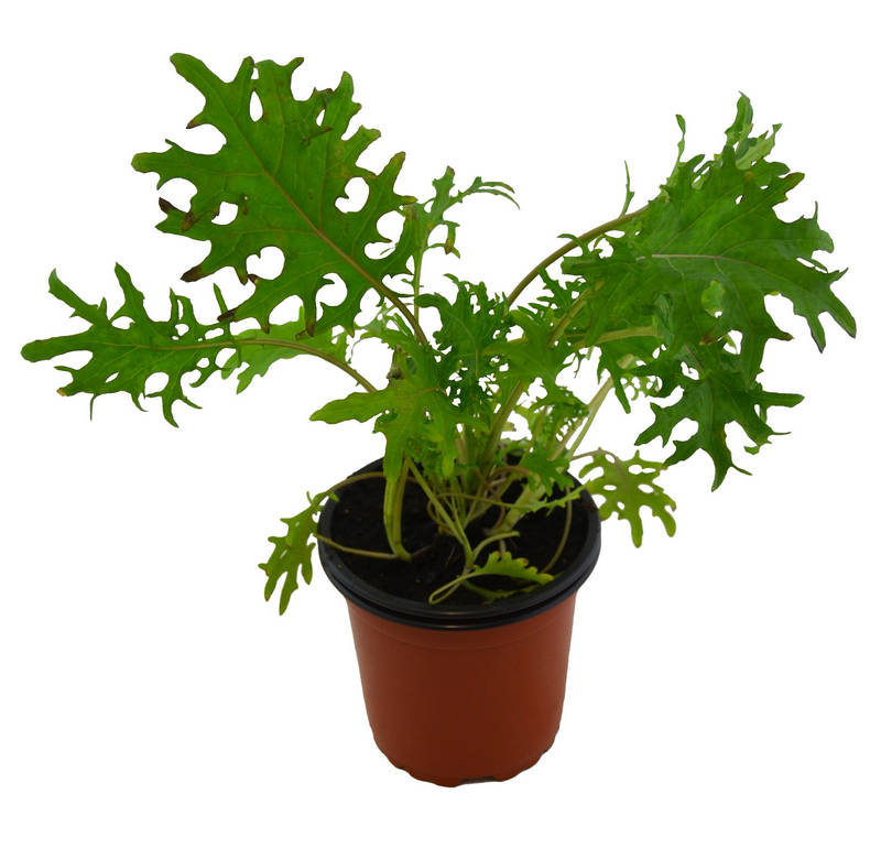Kale rojo