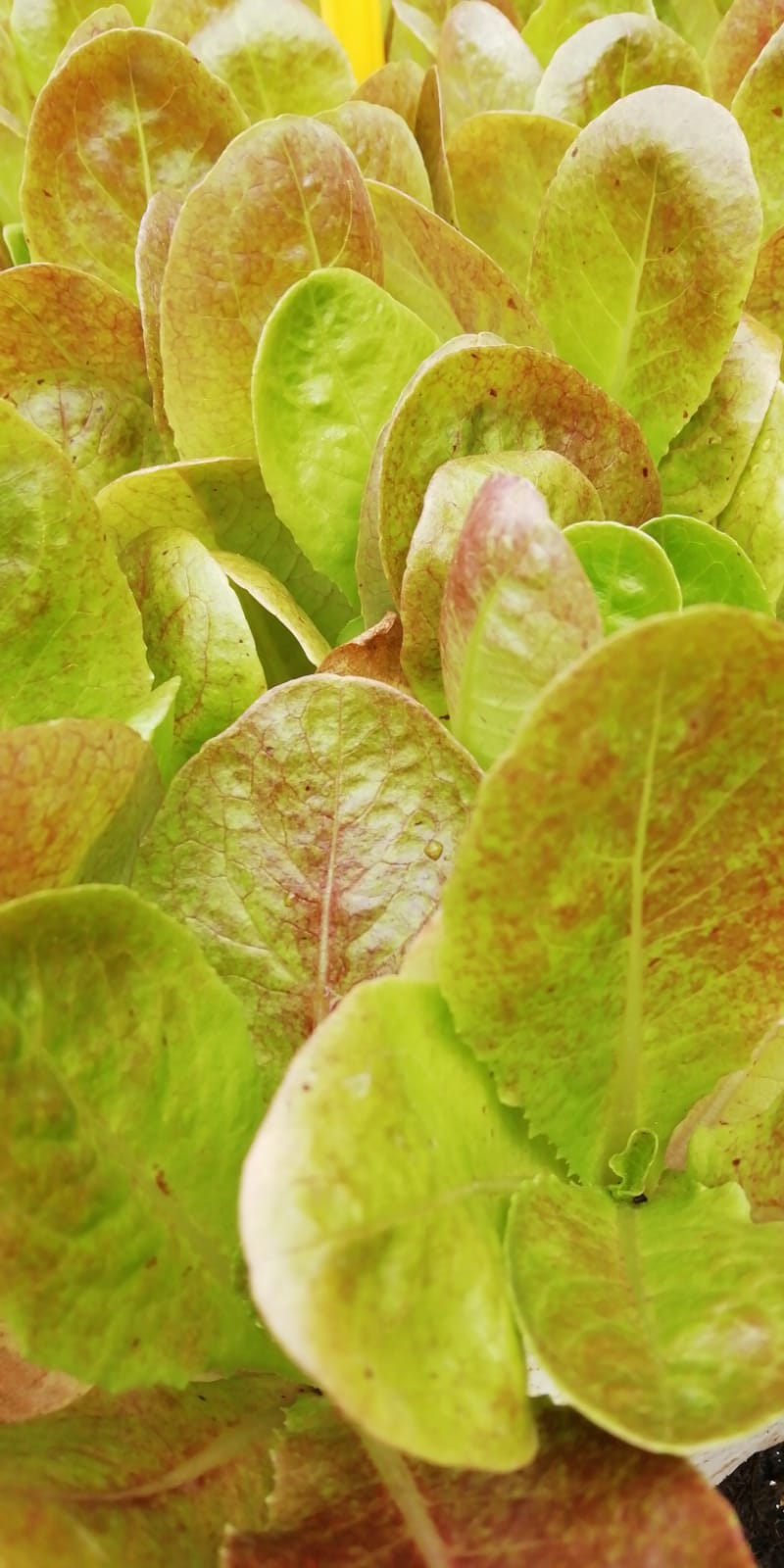 Lechuga negra "Vila" (10 u.)
