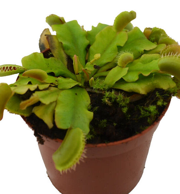 Dionaea  atrapamoscas