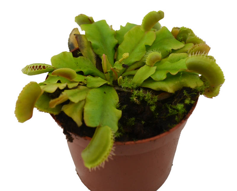 Dionaea  atrapamoscas