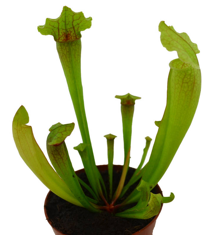 Sarracenia (carnivora)