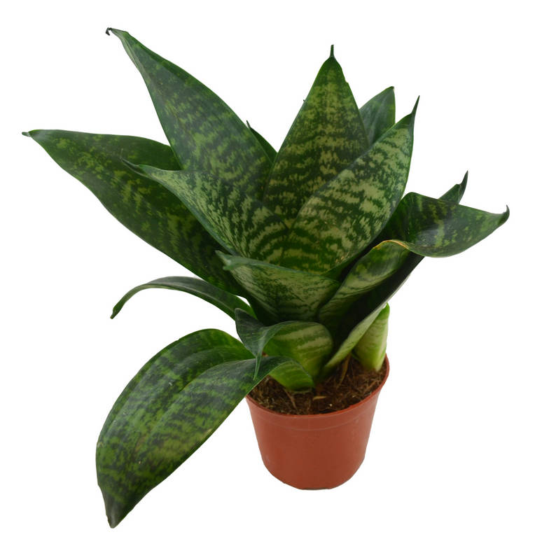 Sansevieria trifasciata "Hahnii"