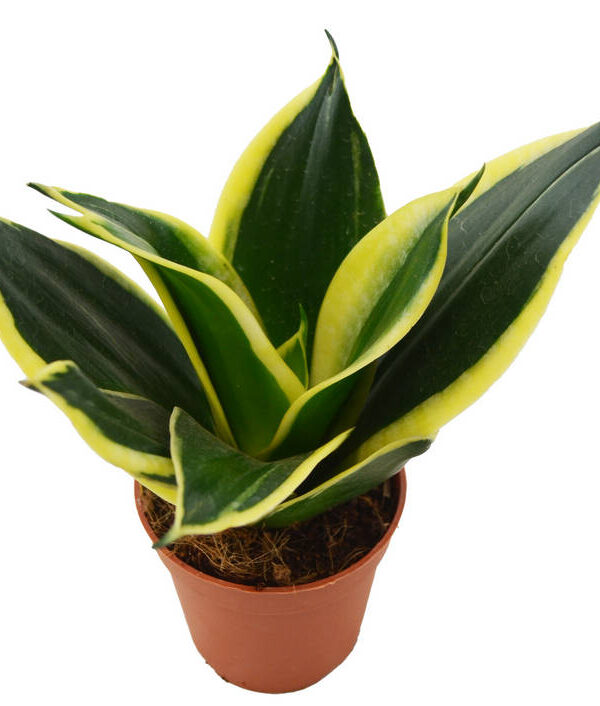 Sanseviera "jade"