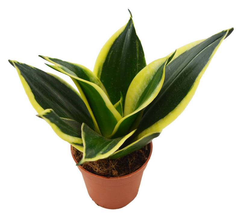 Sanseviera "jade"